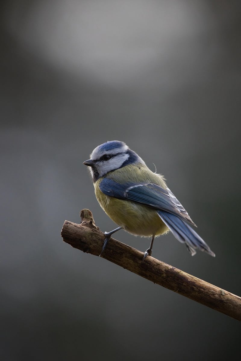 Plastic Bottle Bird Feeders
